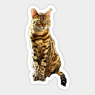 Bengal Cat (male) Sticker